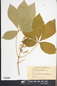 Aesculus sylvatica image