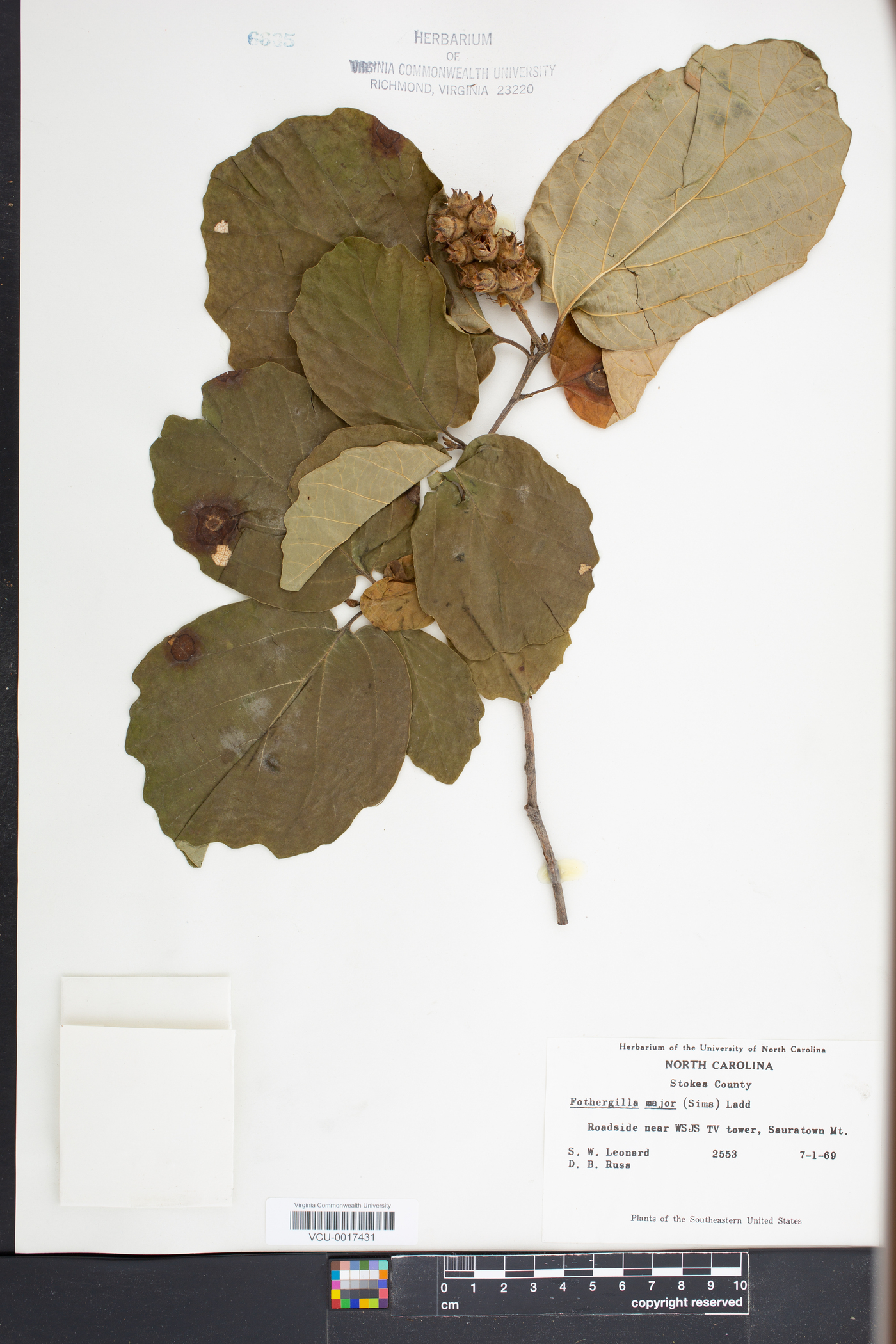 Fothergilla major image