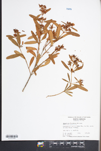 Hypericum frondosum image