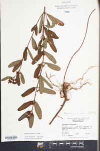 Hypericum walteri image