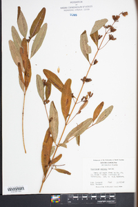 Hypericum walteri image