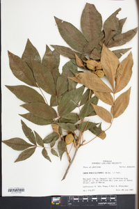 Carya myristiciformis image