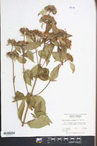 Pycnanthemum incanum image