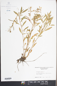 Oenothera perennis image