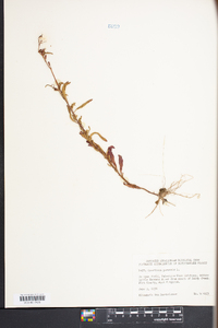 Oenothera perennis image