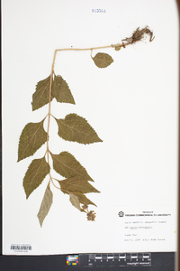 Salvia urticifolia image