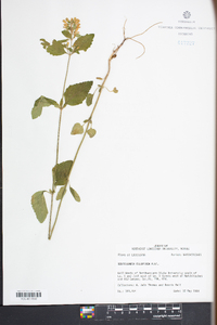 Scutellaria elliptica image