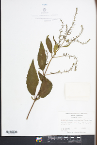 Scutellaria incana var. punctata image