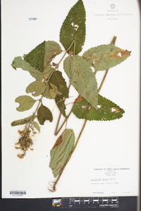 Scutellaria incana image