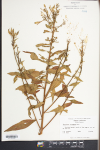 Oenothera tetragona image