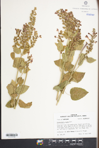 Scutellaria ovata image