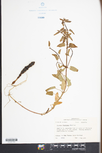 Stachys floridana image