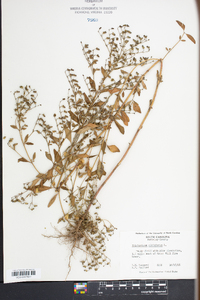 Trichostema dichotomum image