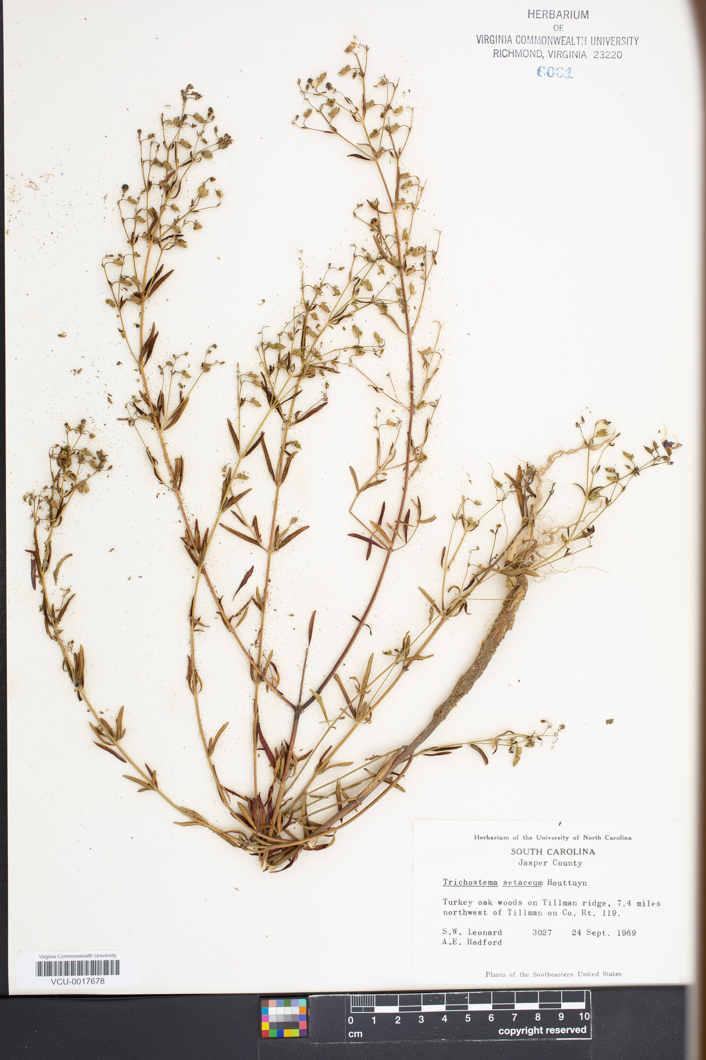Trichostema setaceum image