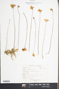 Utricularia cornuta image