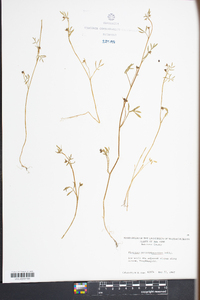 Floerkea proserpinacoides image