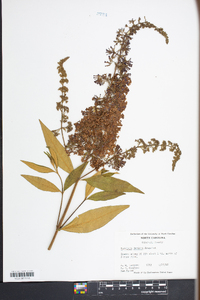 Buddleja davidii image