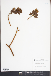 Phoradendron leucarpum subsp. leucarpum image