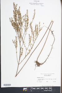 Lythrum lineare image