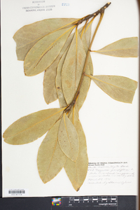 Magnolia grandiflora image