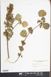 Malachra alceifolia image