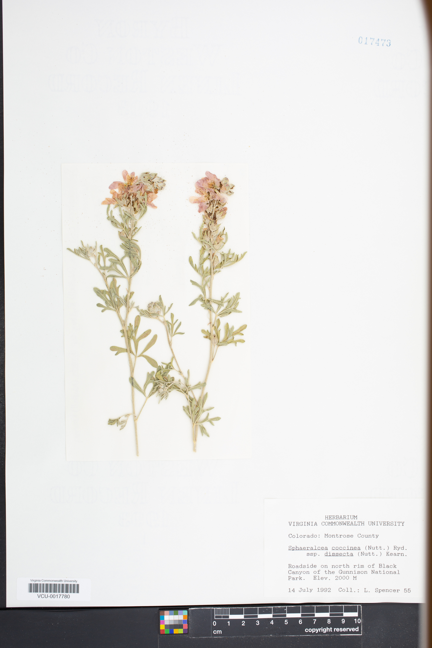 Sphaeralcea coccinea subsp. coccinea image