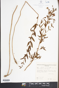 Rhexia mariana var. mariana image