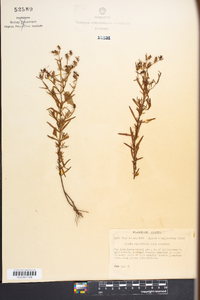 Rhexia salicifolia image