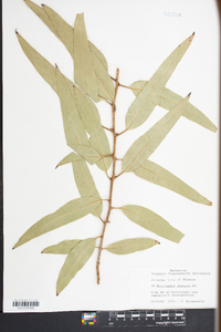 Eucalyptus papuana image