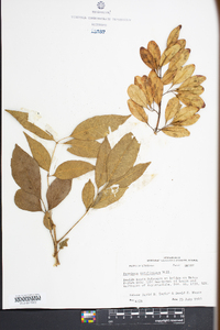 Fraxinus caroliniana image