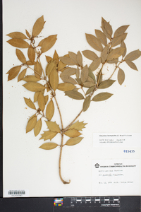 Osmanthus ilicifolius image