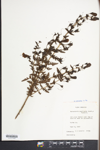 Aureolaria pedicularia image