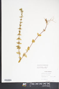 Sophronanthe pilosa image