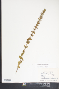 Sophronanthe pilosa image