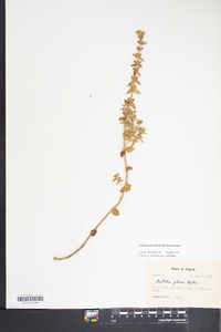 Sophronanthe pilosa image