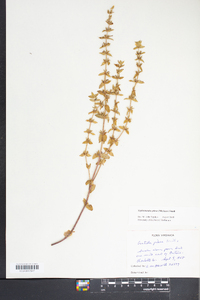 Sophronanthe pilosa image