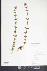 Sophronanthe pilosa image