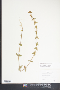 Sophronanthe pilosa image