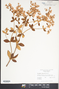 Eriogonum tomentosum image