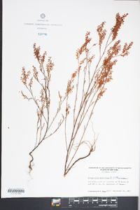 Polygonella articulata image