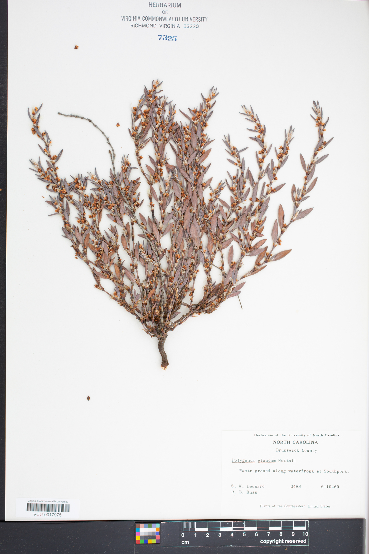 Polygonum glaucum image