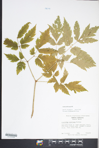 Actaea podocarpa image