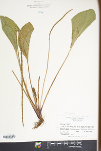 Plantago rugelii image