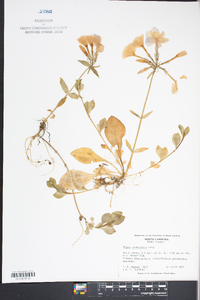 Phlox stolonifera image