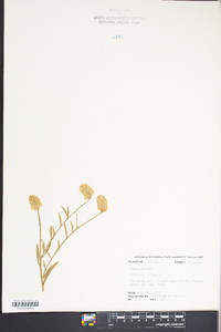 Polygala lutea image