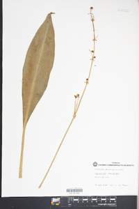 Sagittaria lancifolia image