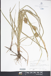 Carex louisianica image