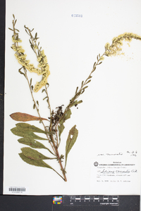 Solidago nemoralis var. nemoralis image