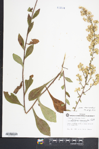 Solidago nemoralis var. nemoralis image