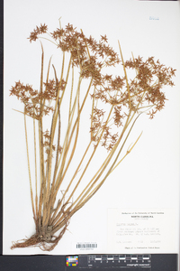 Cyperus haspan image